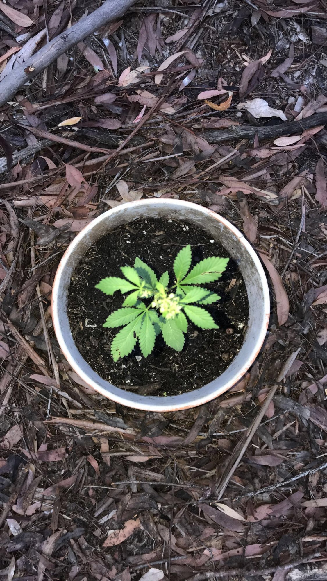 Not sure whats happening to my plant 6