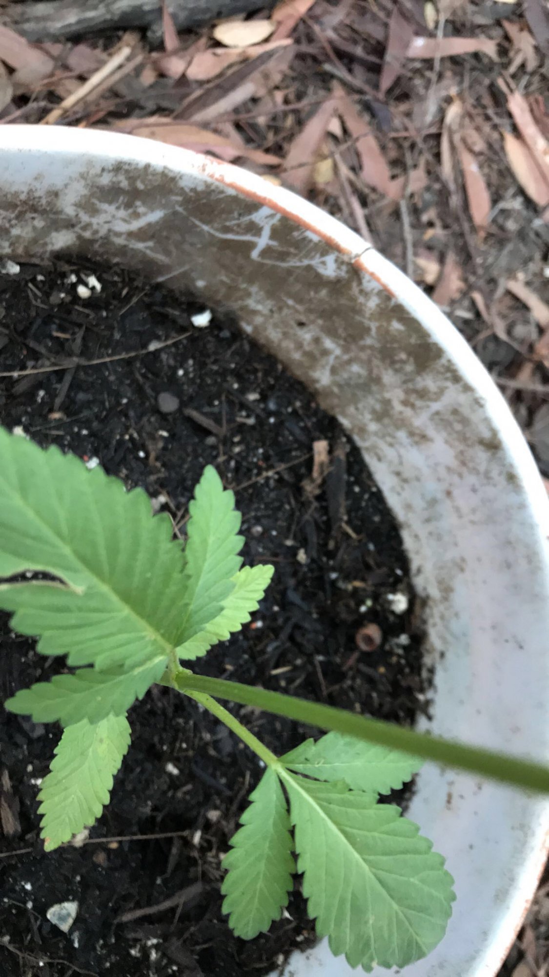 Not sure whats happening to my plant