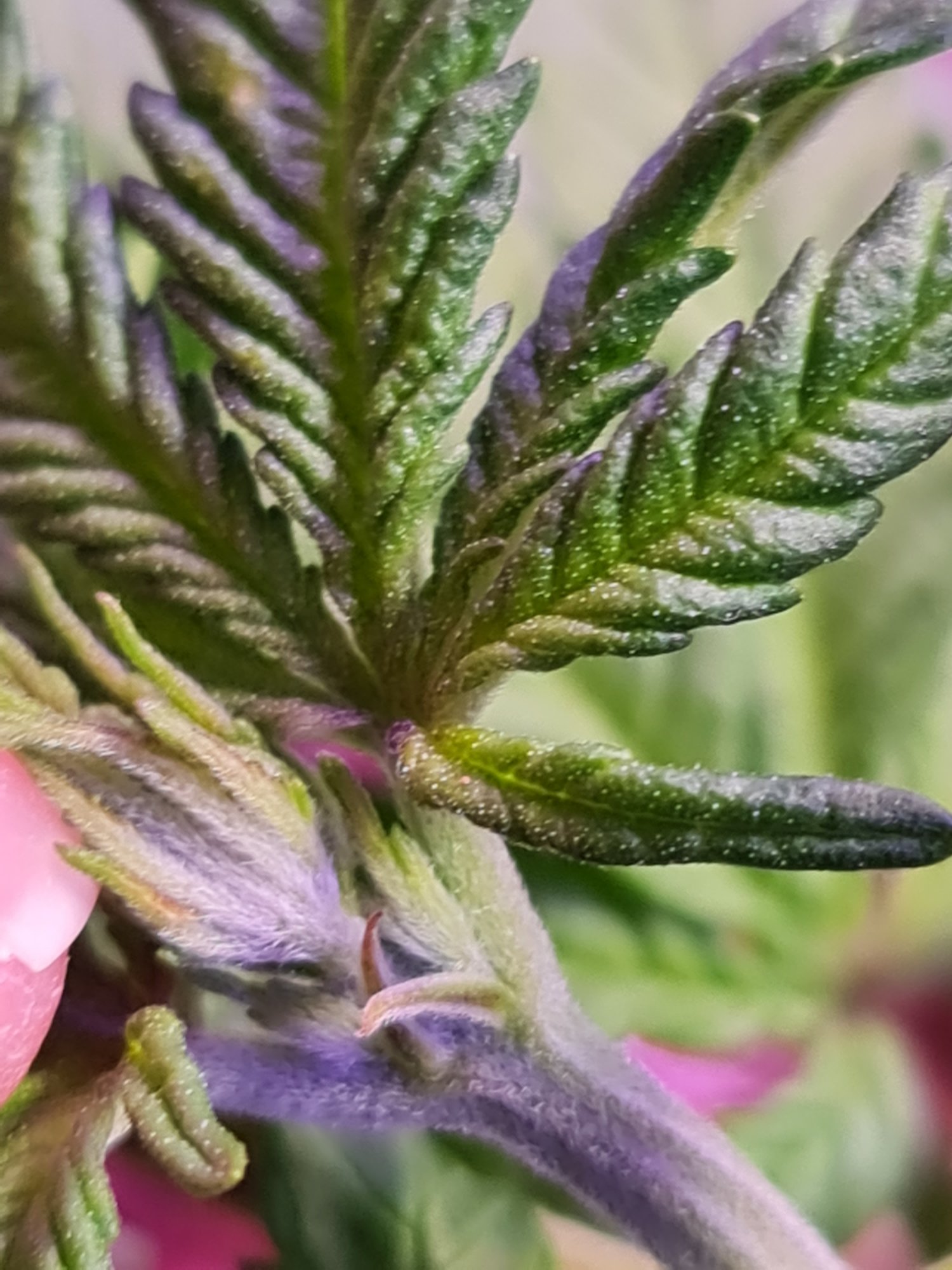 Not sure when i am able to tell sex of my plants 3