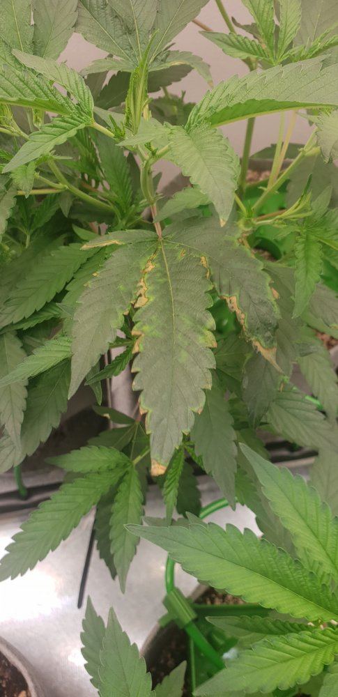 Not sure which deficiency