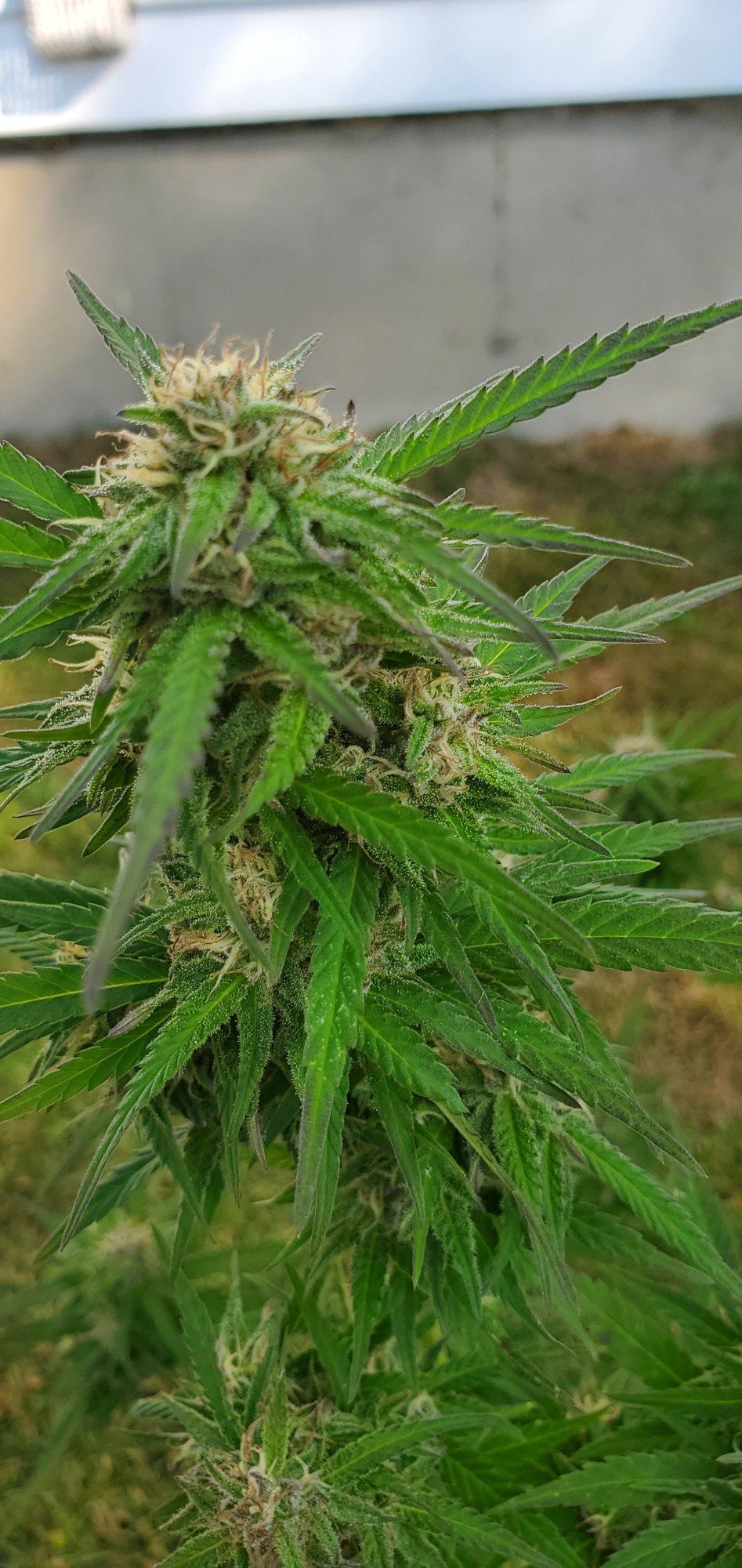 Not too much longer for these girls