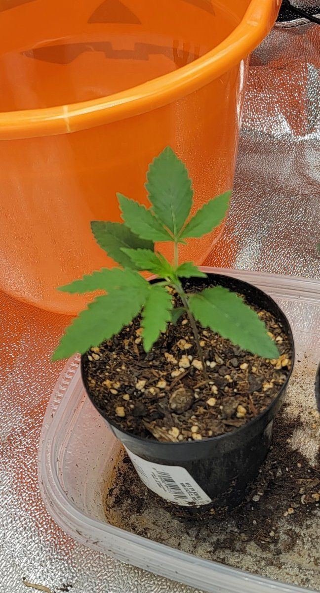 Not understanding when veg starts - THCFarmer