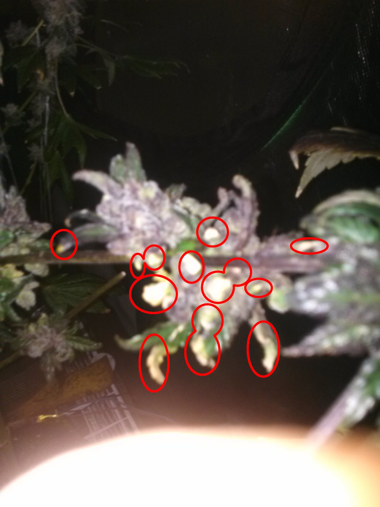 Not your normal yellowing fansugar leaves 9