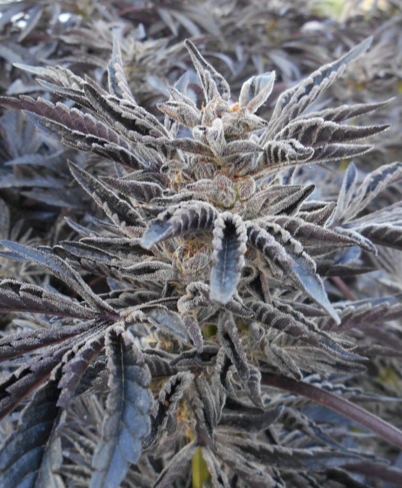 Notherbedcookiecloseup44
