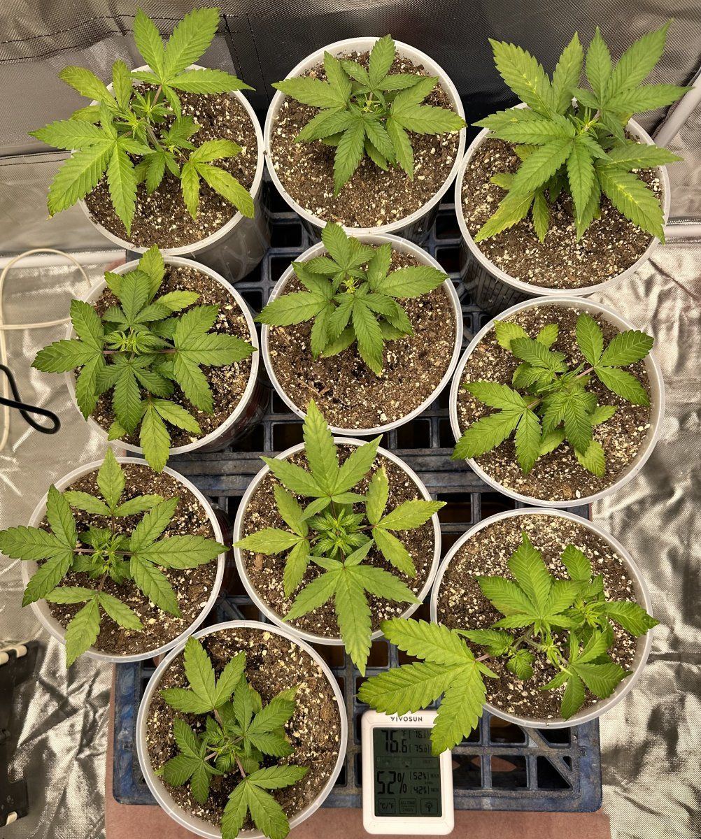 Noticed leafs have light blotching any advice
