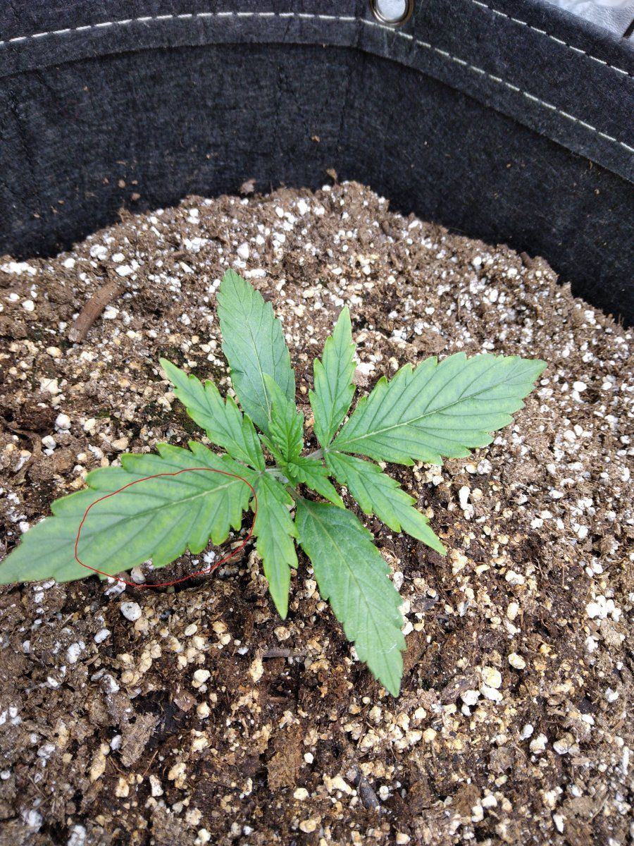 Noticing some issues with my seedlings 3