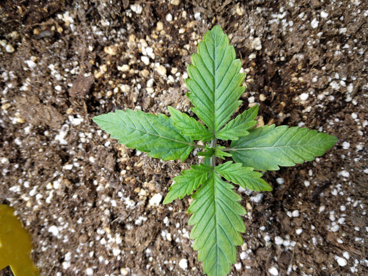 Noticing some issues with my seedlings 4