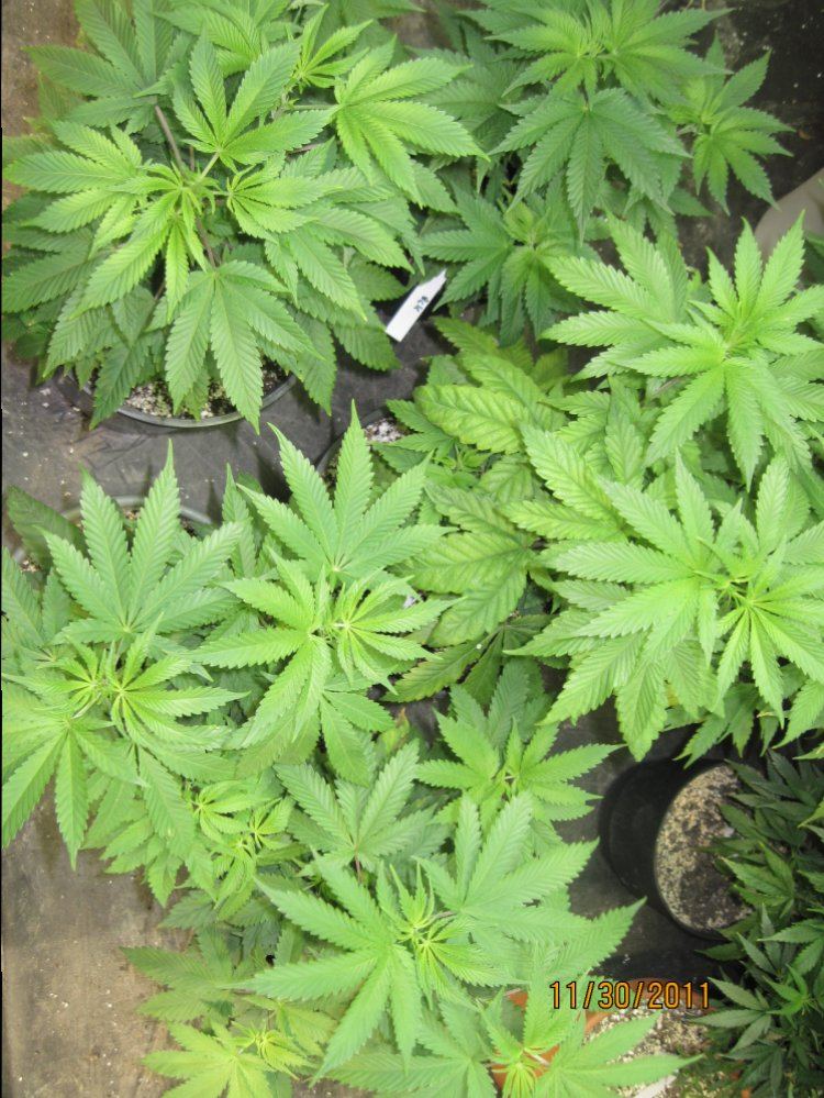 Nov30 2011 Bubba x Corleone 2