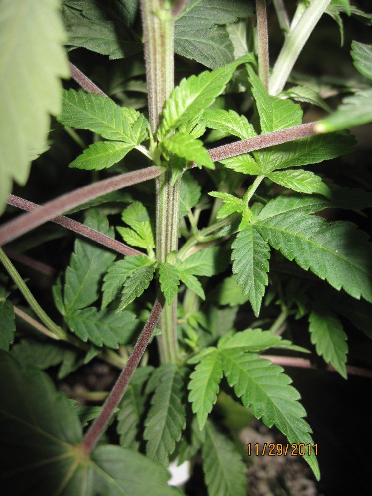 Nov30 2011 Bubba x Corleone tri node 3