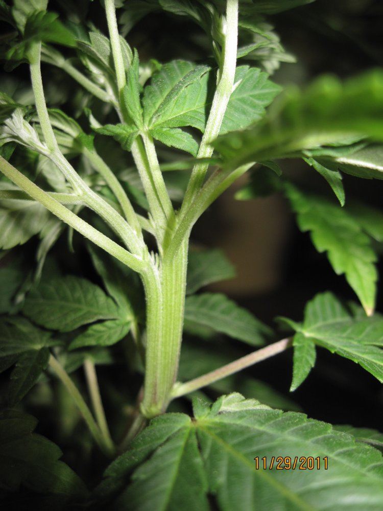 Nov30 2011 Bubba x Corleone tri node 4