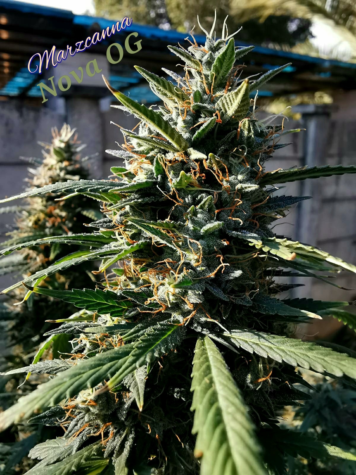 Nova OG   Canna