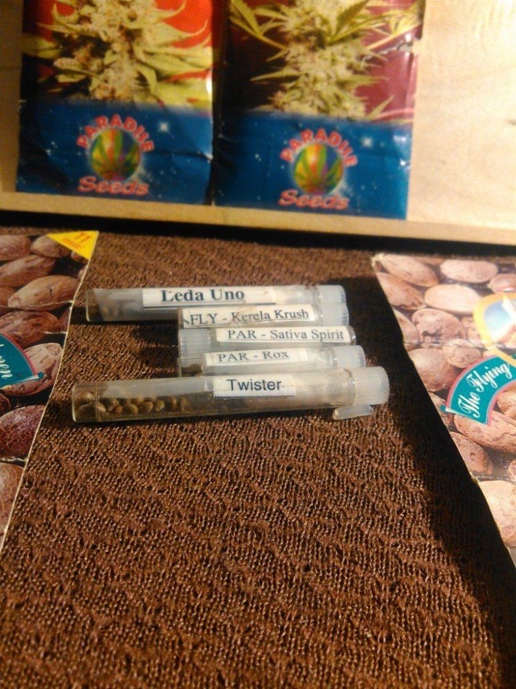 Novelty seeds 2015  old stuff 5