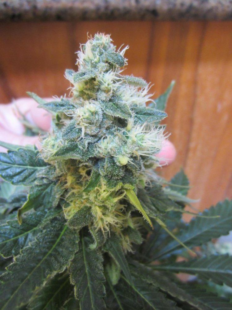 November 2012 027