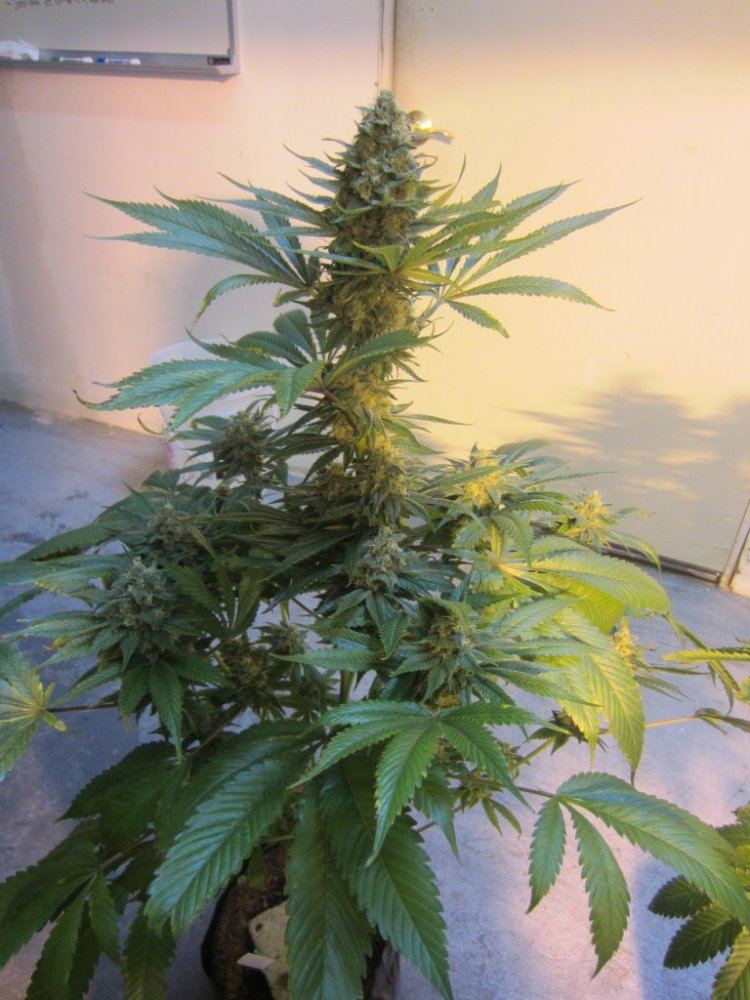 November 2012 029
