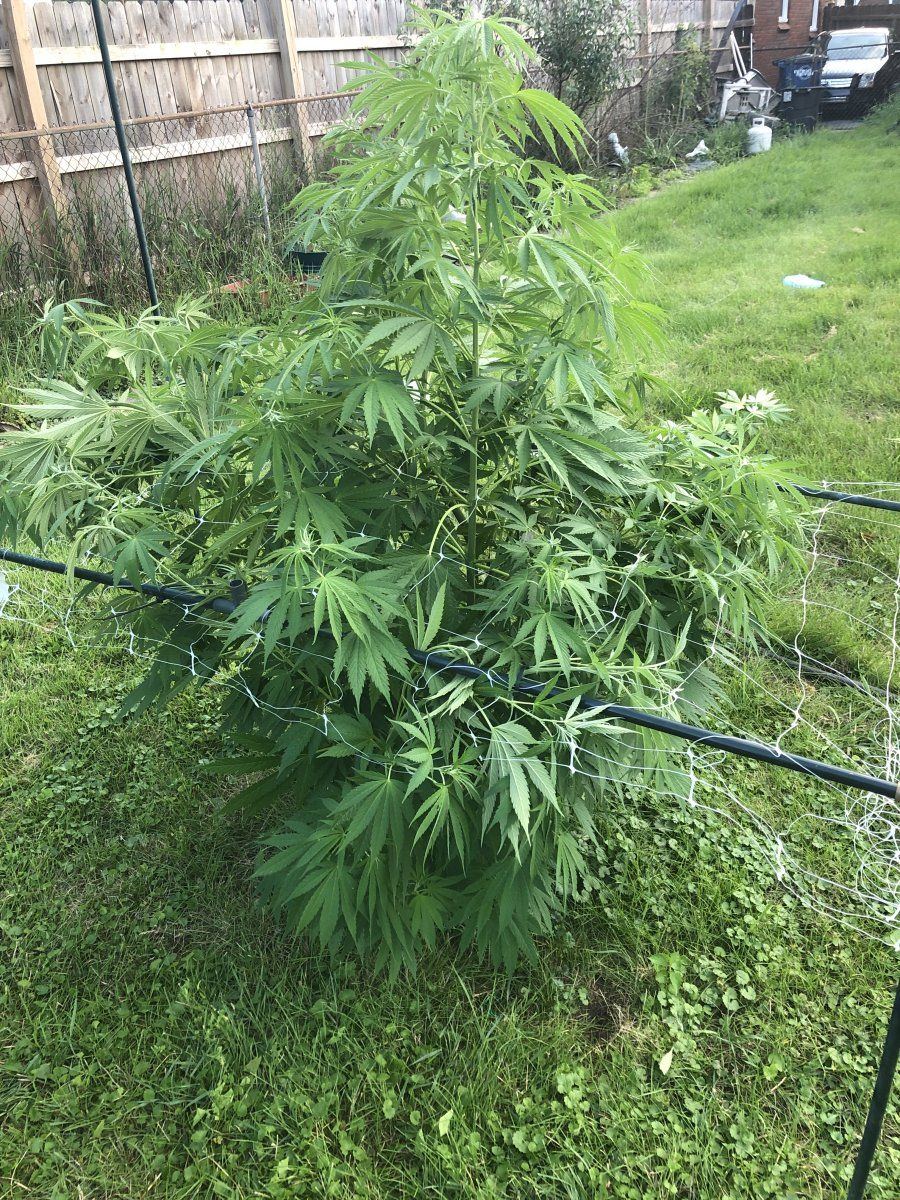 Novice looking for any tips and tricks 4