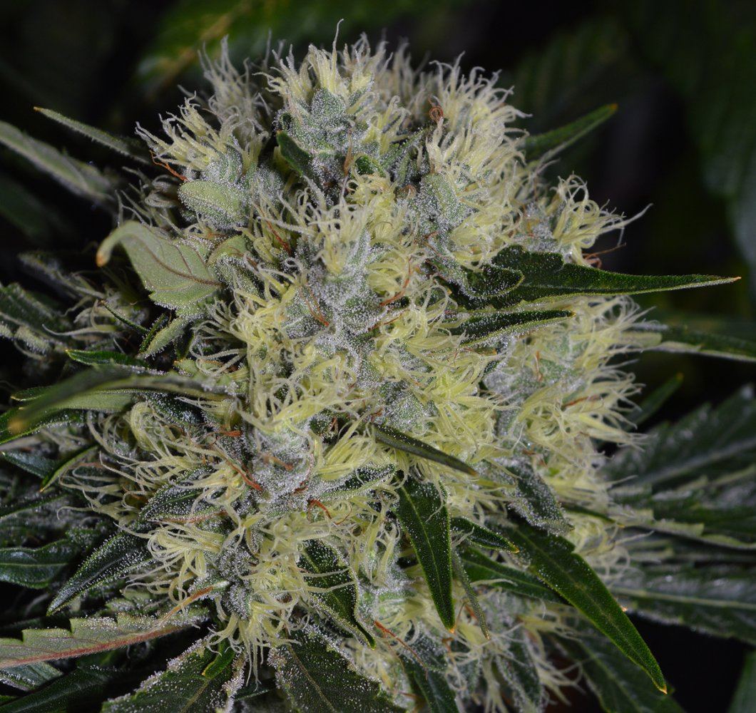 Nr9 bud