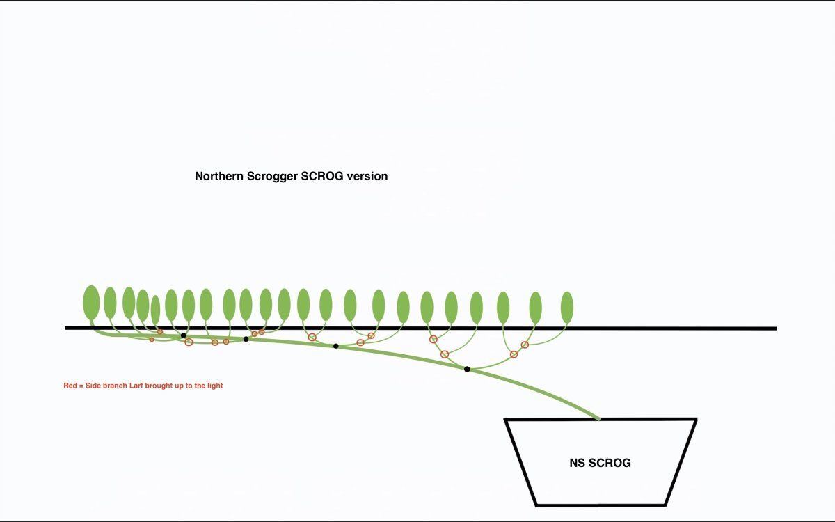 NS SCROG