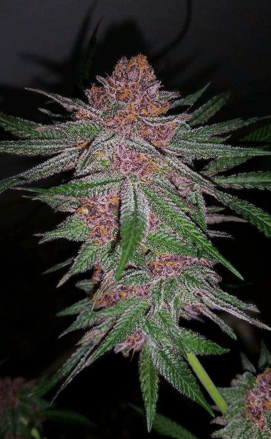 Nspecta purple urkle 92