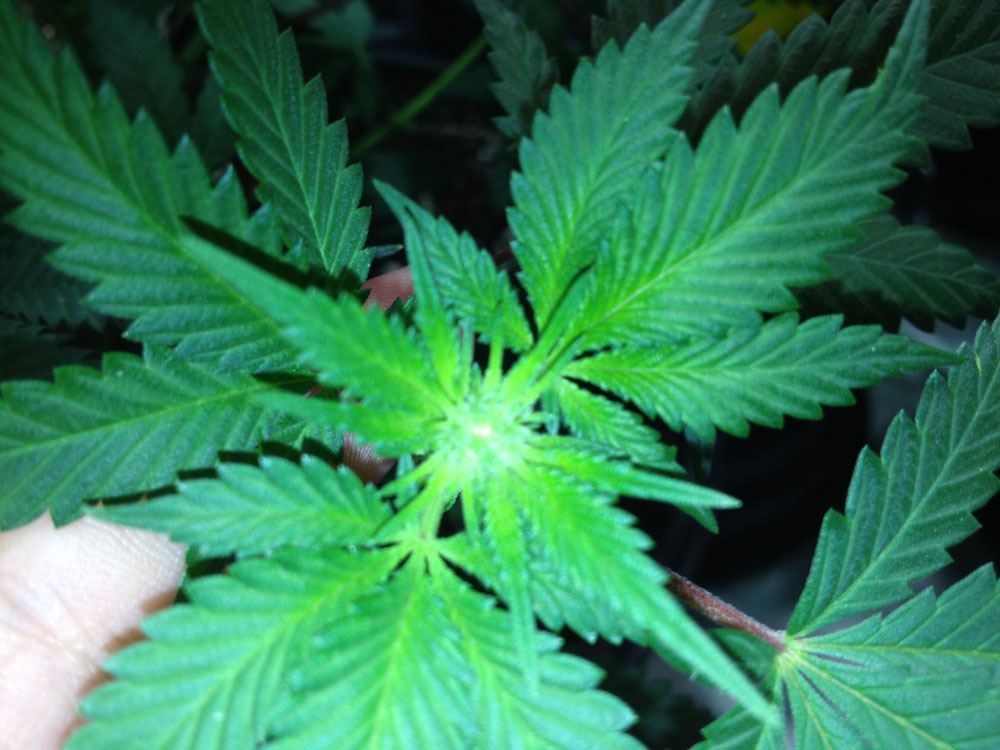 Nub3