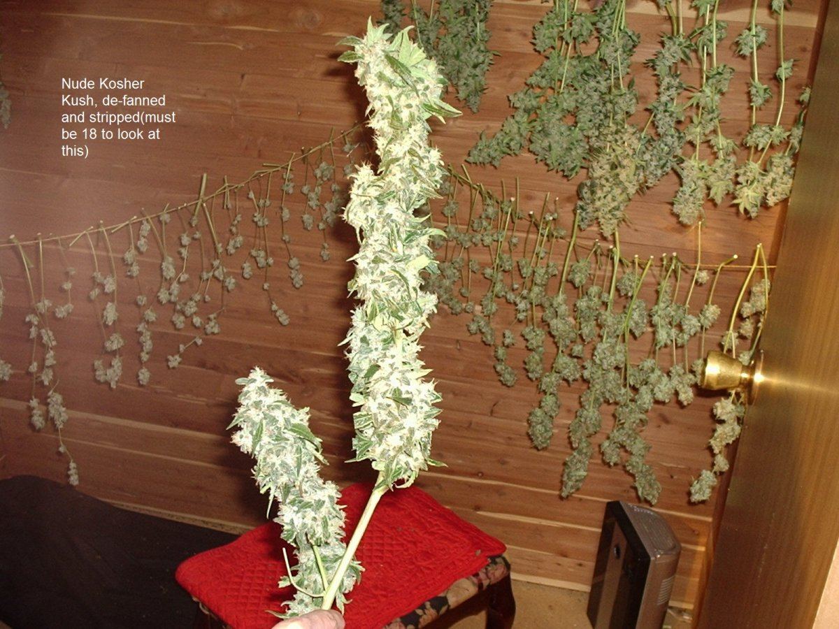 NudeKosherKush 01a