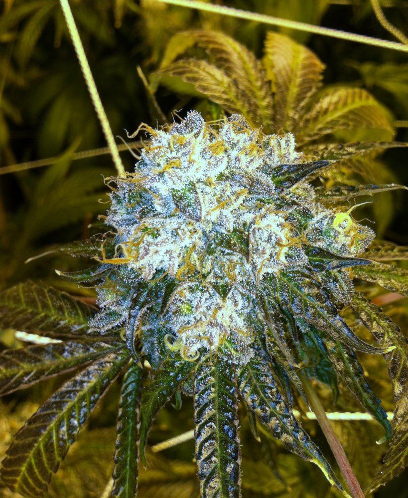 Nug 1