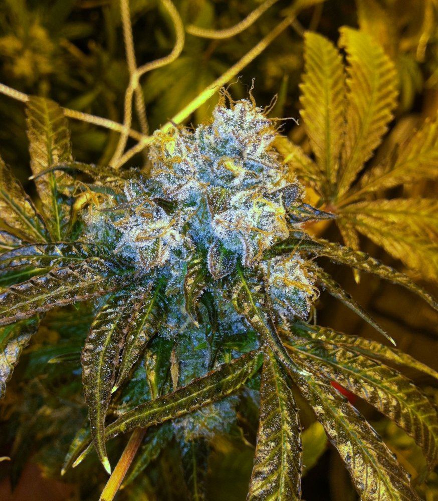 Nug 2