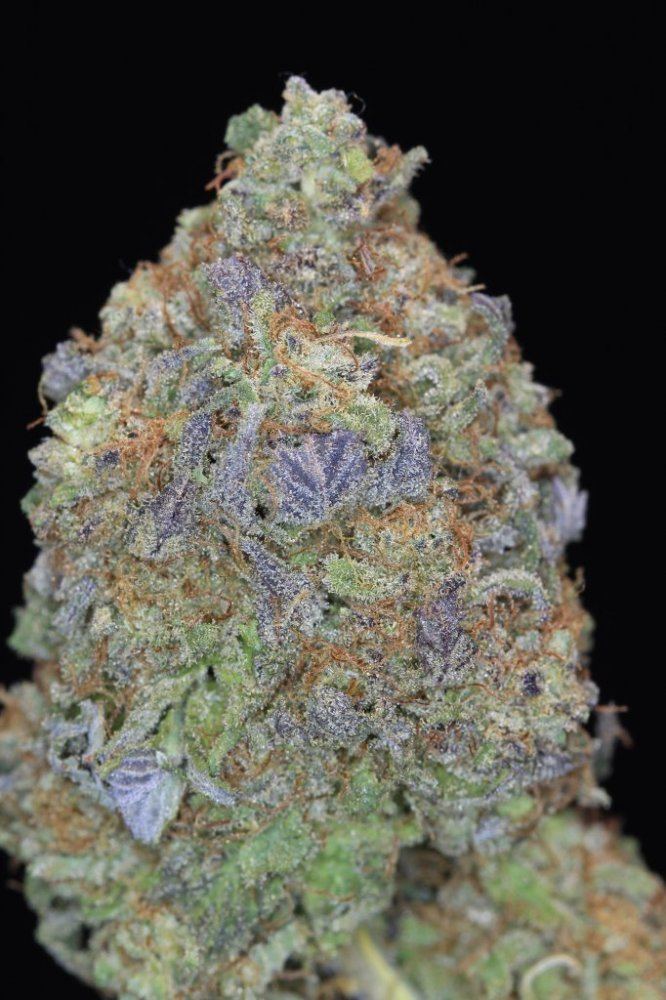 Nug shots 3