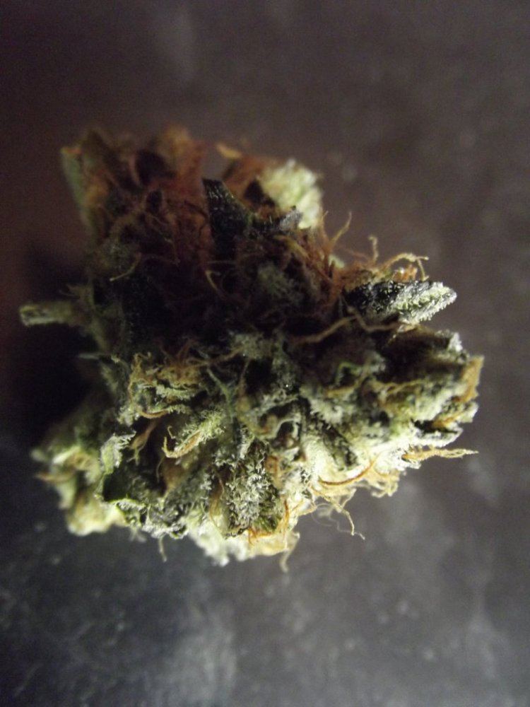 Nug shots 3