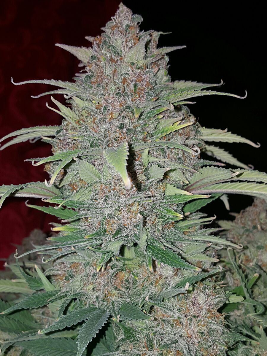 Nug1