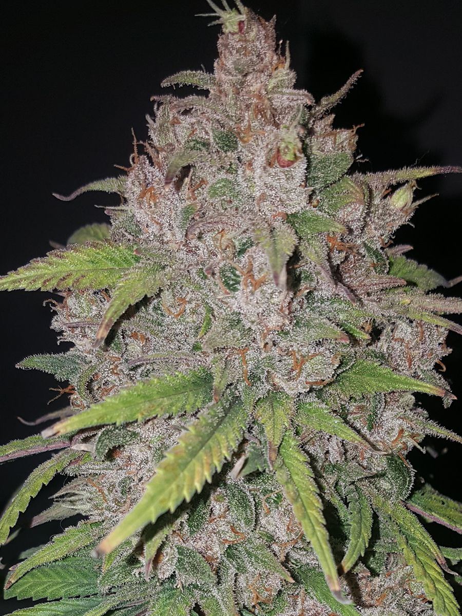 Nug2