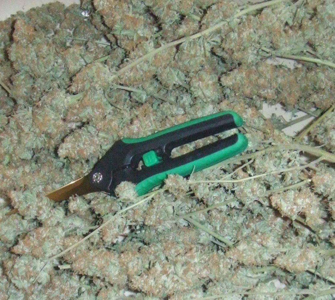 Nug2