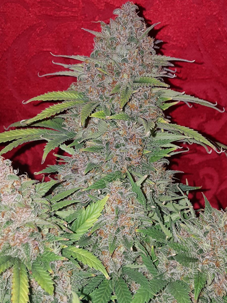 Nug3
