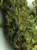 Nug3