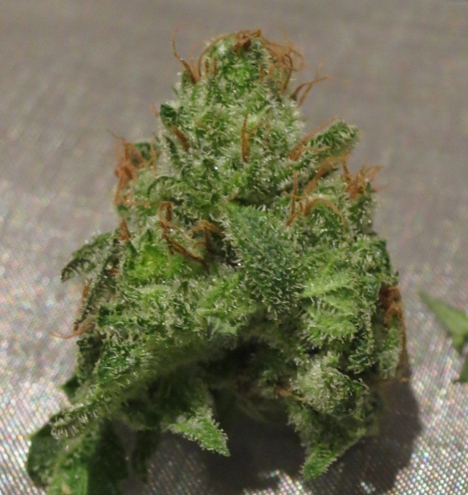 NUGBUD sf