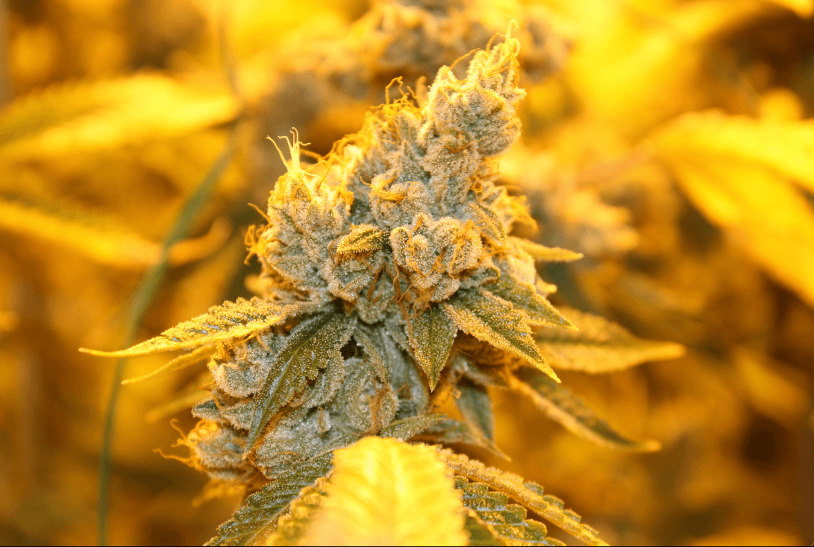 Nuggo