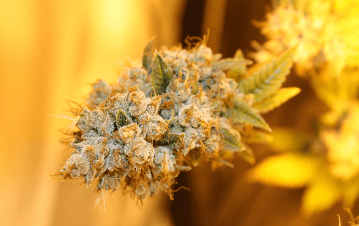 Nuggoid