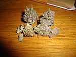 Nugs