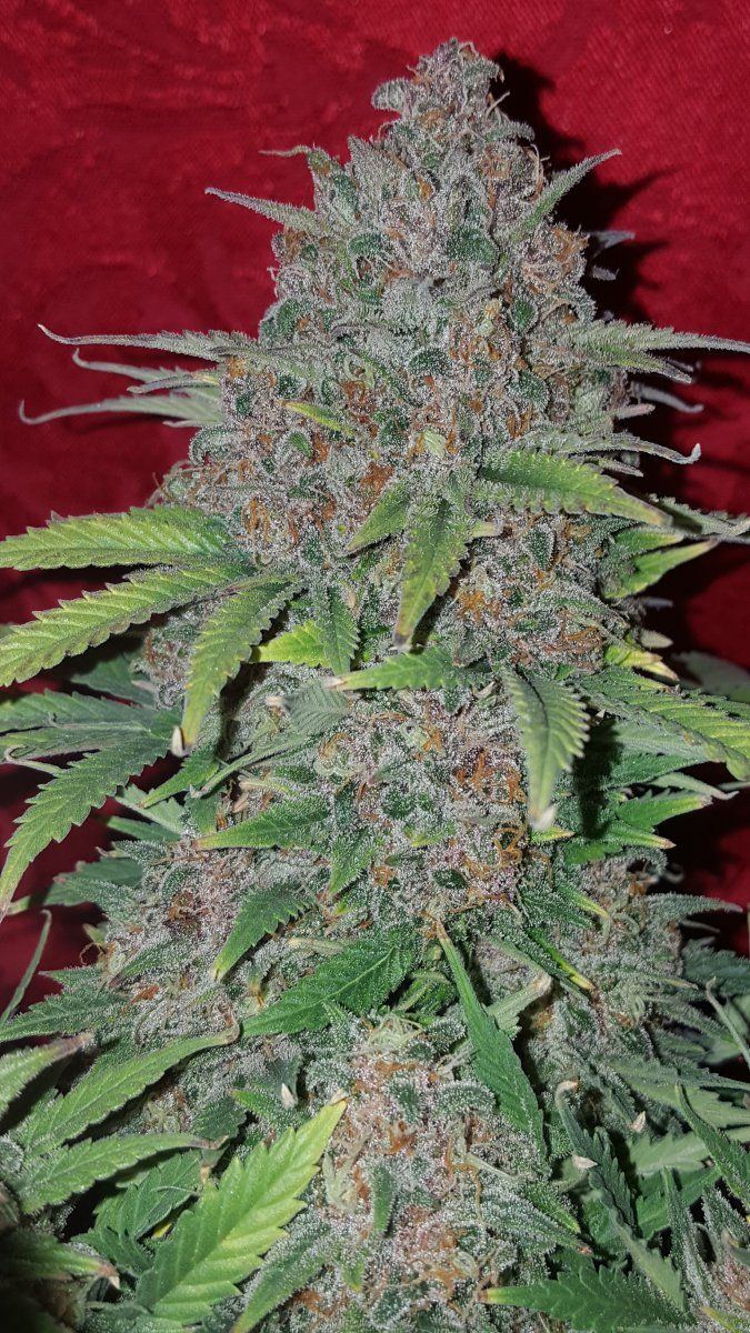 Nugshot