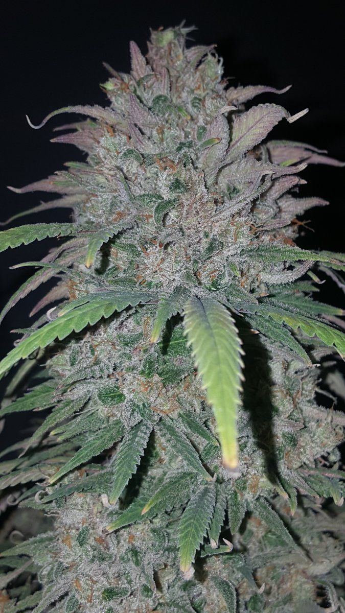 Nugshot2