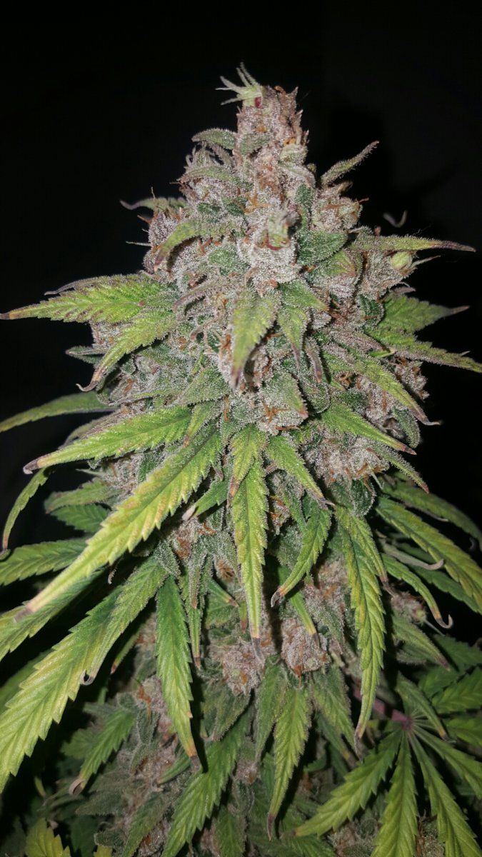 Nugshot3