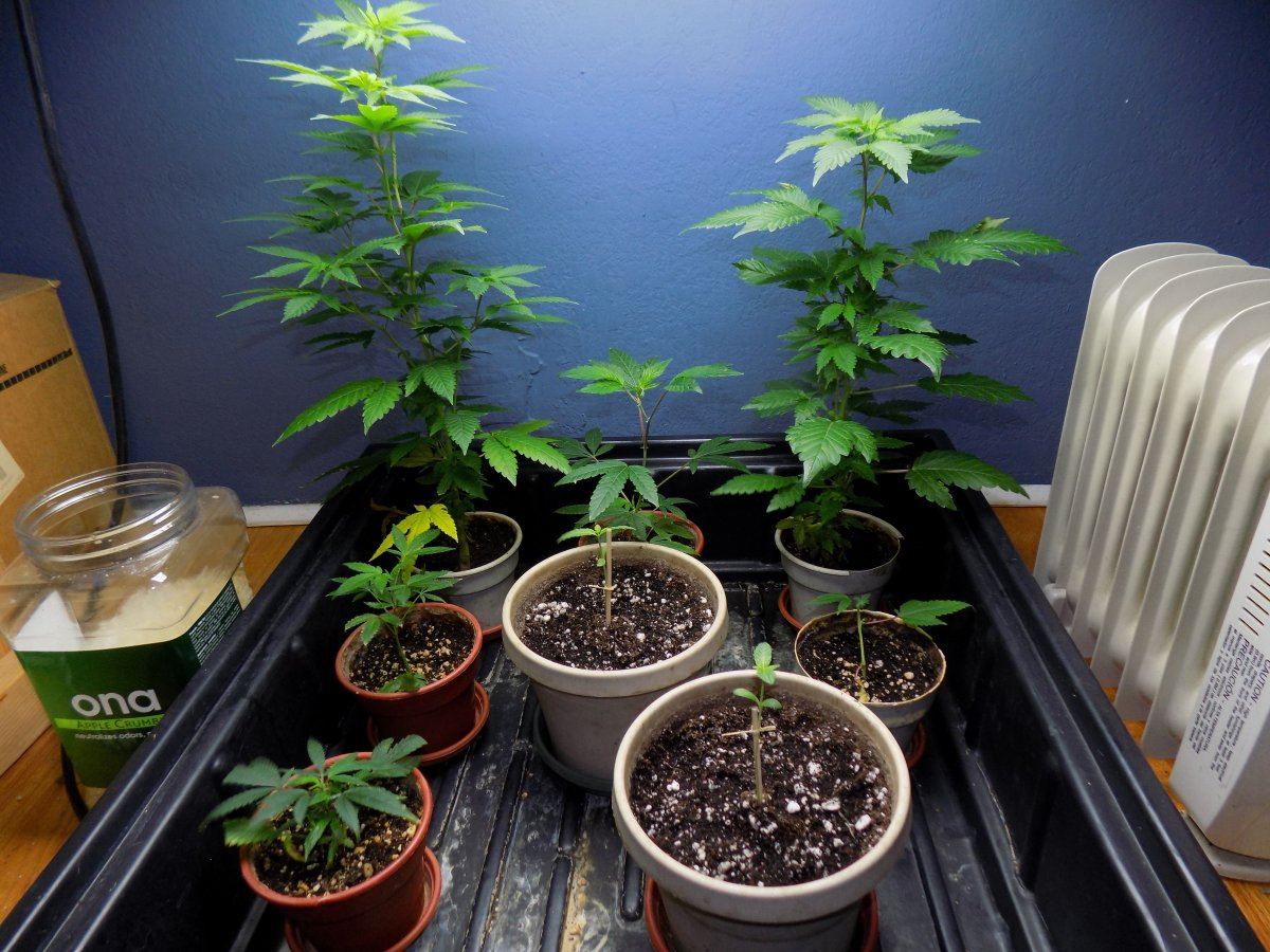 Nursery