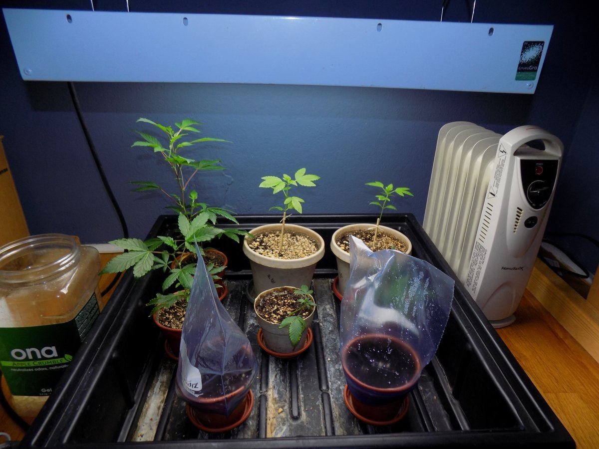 Nursery