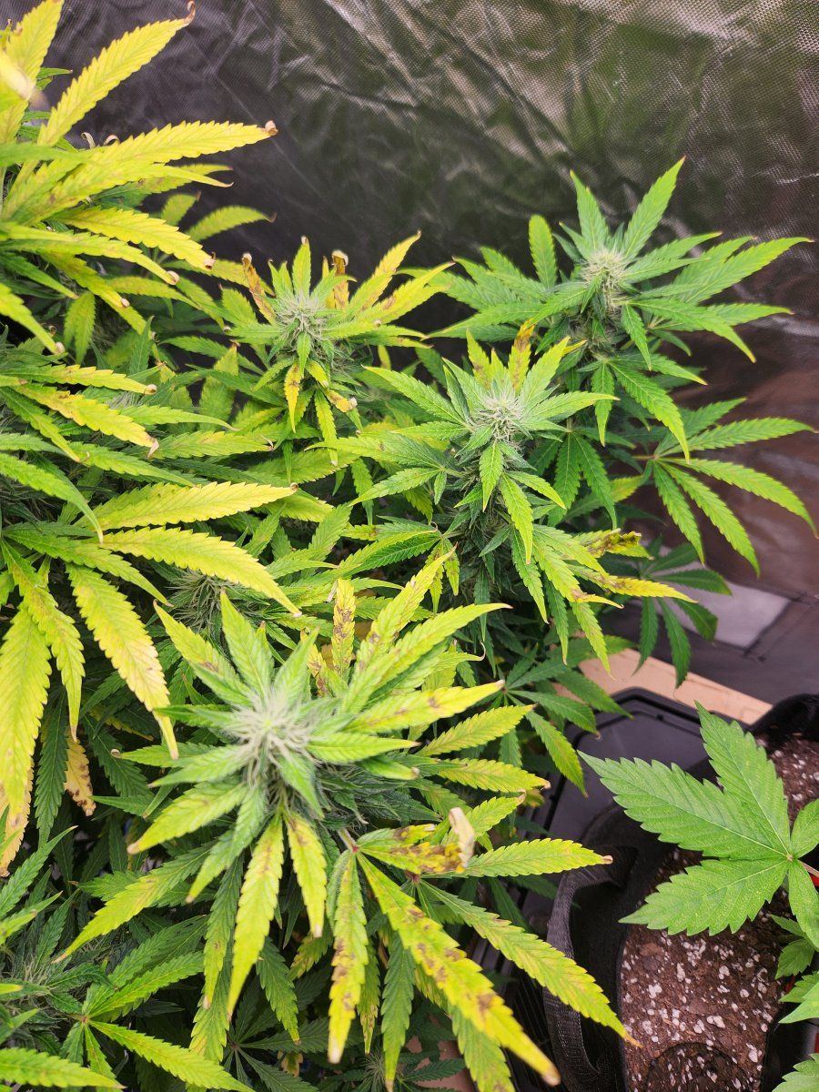 Nute burn or light burn 3