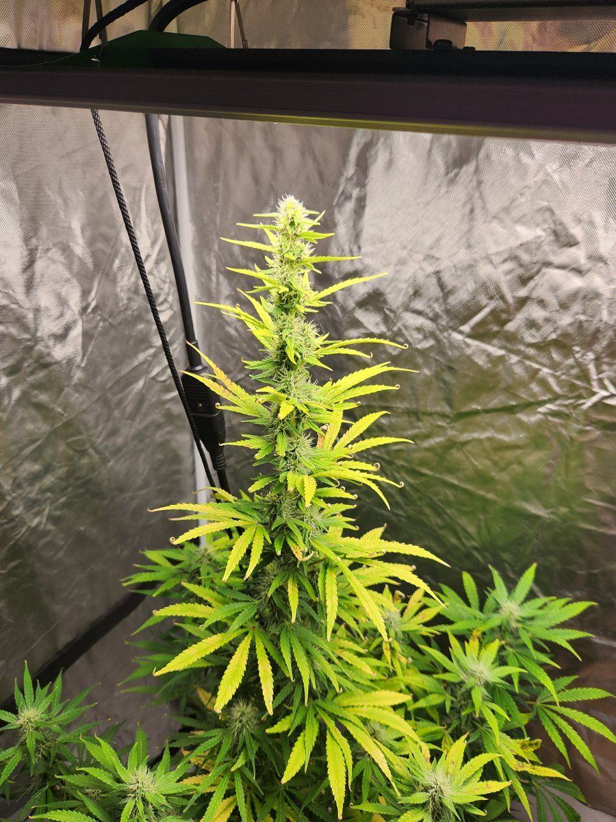 Nute burn or light burn 4