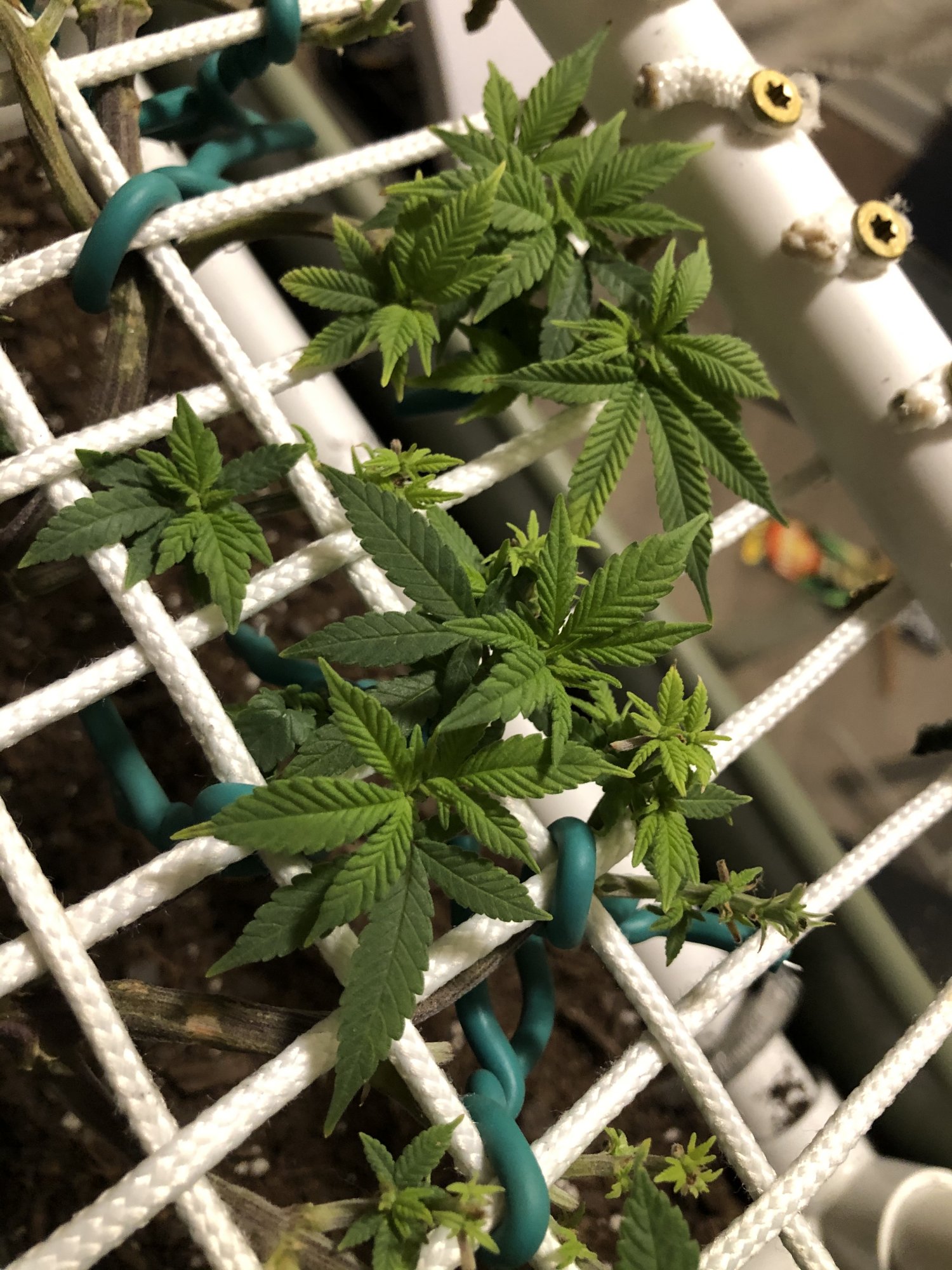 Nutes during the vegative stage 2