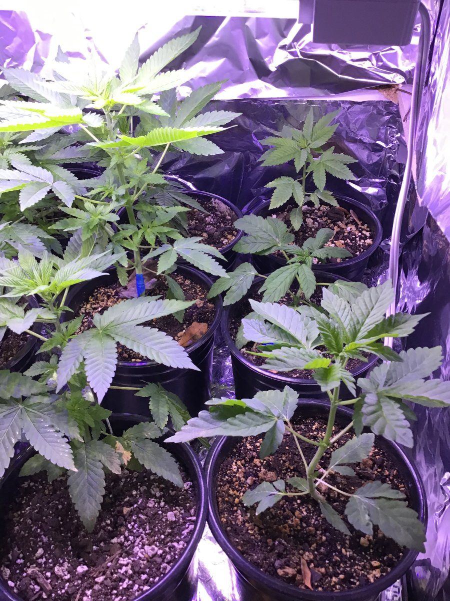 Nutes for guerrilla grow sorry dozed off last night when asked