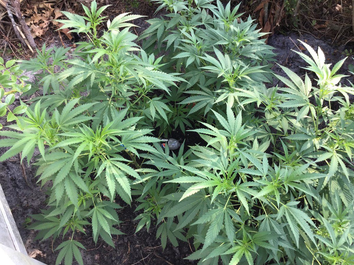 Nutrient amounts and nutrient ratios during flowering stage outdoors