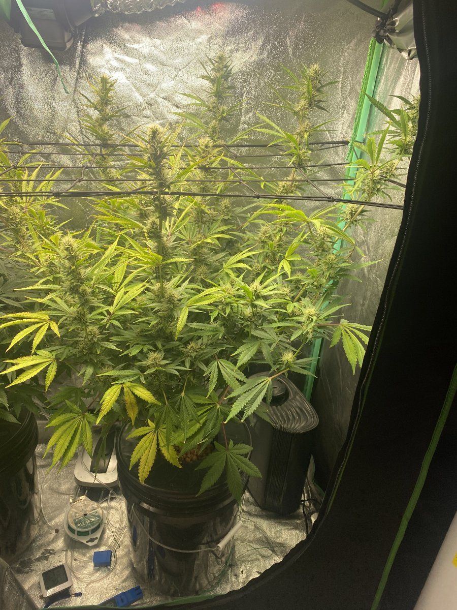 Nutrient burn and a deficiency at the same time 2