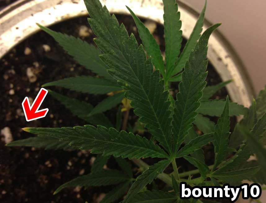 Nutrient burn cannabis