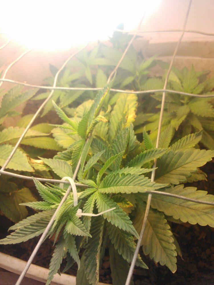 Nutrient burn lockout 3